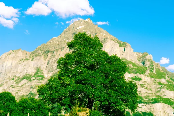 Zomer in de bergen van Zwitserland - Berner Alpen — Stockfoto