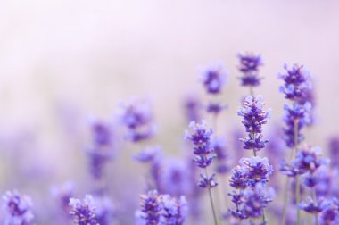 Lavanta lavanta çiçekleri Lavandula doğal bir görünüm çiçek