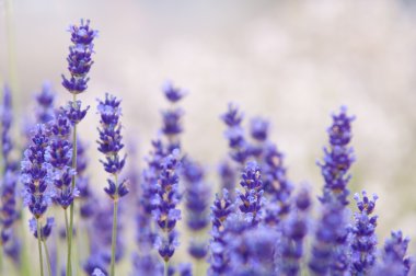 Lavanta lavanta çiçekleri Lavandula doğal bir görünüm çiçek