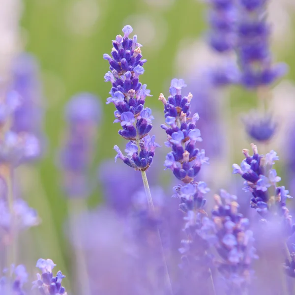 Лавандовый цветок Естественный вид цветов лаванды Lavandula — стоковое фото