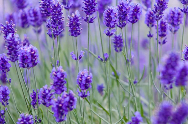 Lavanta lavanta çiçekleri Lavandula doğal bir görünüm çiçek