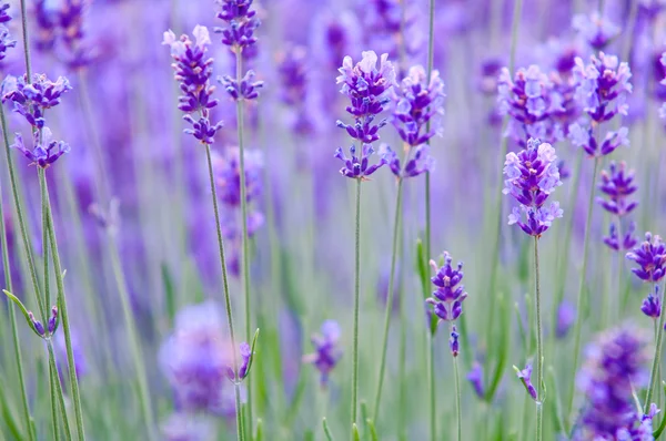 Lawenda Kwiat naturalny wygląd kwiatów lawendy Lavandula — Zdjęcie stockowe