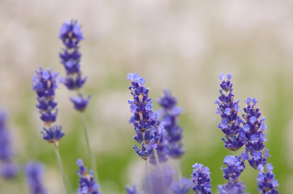 Лавандовый цветок Естественный вид цветов лаванды Lavandula — стоковое фото