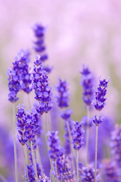 Лавандовый цветок Естественный вид цветов лаванды Lavandula — стоковое фото