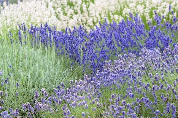 Лавандовый цветок Естественный вид цветов лаванды Lavandula — стоковое фото