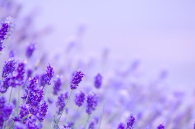 Lavanta lavanta çiçekleri Lavandula doğal bir görünüm çiçek