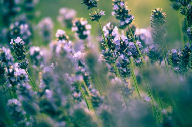 Lavanta lavanta çiçekleri Lavandula doğal bir görünüm çiçek