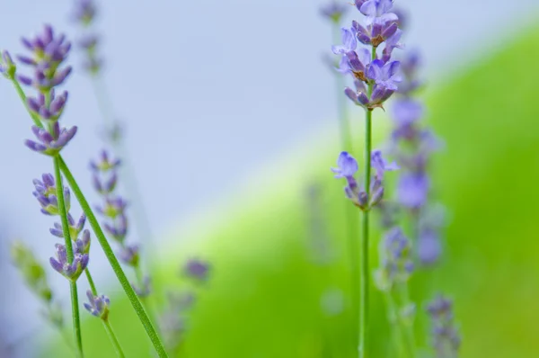 Лавандовый цветок Естественный вид цветов лаванды Lavandula — стоковое фото