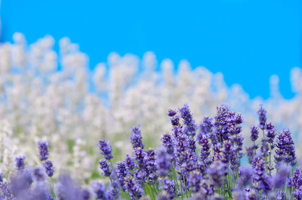 ラベンダーの花のラベンダー色の花のラベンダーの自然な一見 — ストック写真