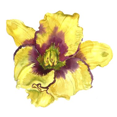 Suluboya çiçek daylily