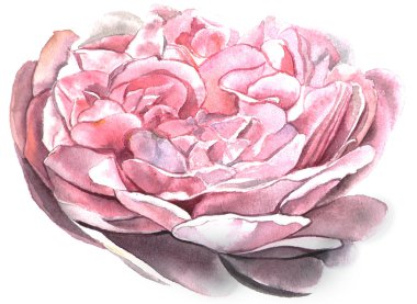 suluboya çiçek gül