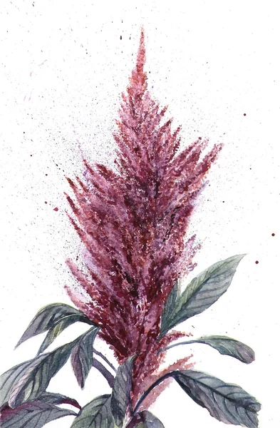 Suluboya çiçek amaranth — Stok fotoğraf