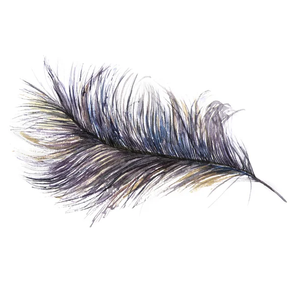 Watercolor illustration feather — Stock Photo, Image