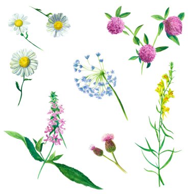 Watercolor illustration wildflowers clipart