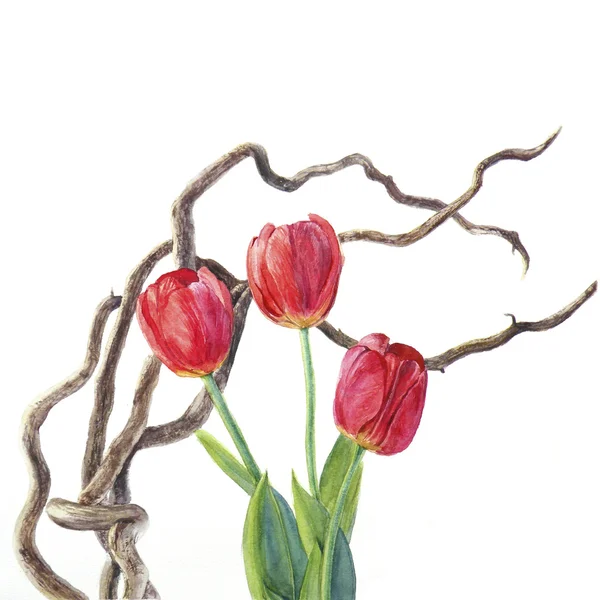 Akvarell illustration av tulpaner — Stockfoto