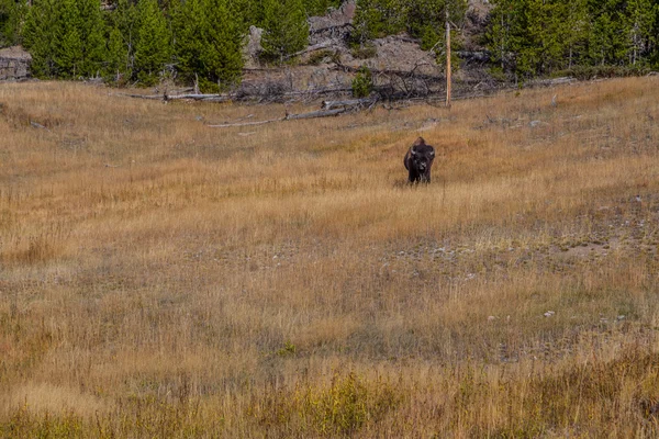 Yellowstone Milli Parkı