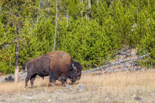 Yellowstone Milli Parkı
