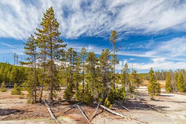 Parque Nacional de Yellowstone — Foto de Stock