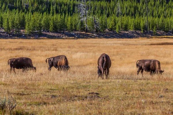 Park narodowy Yellowstone w jesieni — Zdjęcie stockowe