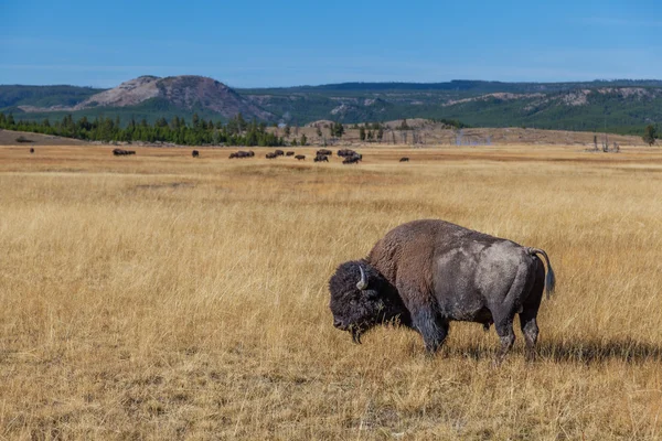 Yellowstone Millî Parkı Güz