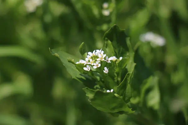 Zielony biały kwiat — Zdjęcie stockowe