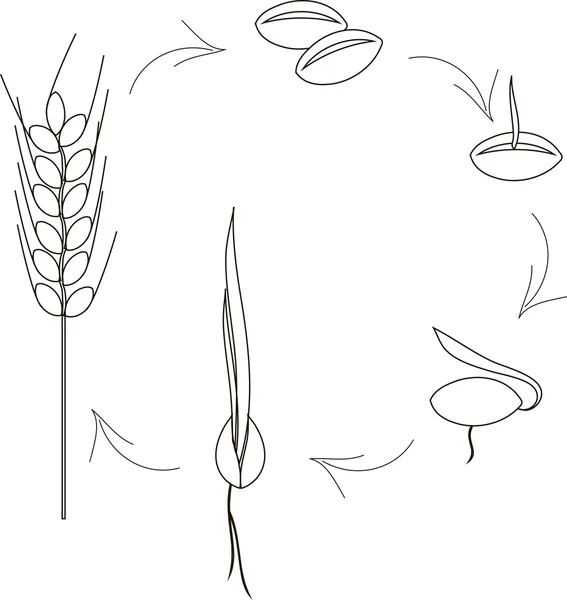 Культивирование икон семян зерновых, агрономия. Тонкие черные линии на белом фоне. Посадка семян, побегов, ростков, шипов — стоковый вектор