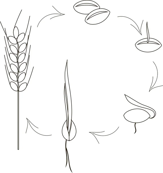 O cultivo de ícones de sementes de cereais, agronomia. Linhas pretas finas em um fundo branco. Plantar sementes, brotos, brotos, espiga —  Vetores de Stock