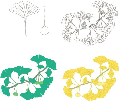 Meyve ve yaprakları ile Ginkgo biloba dalı, siyah ve beyaz, yeşil, sarı