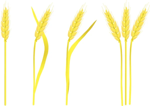 Дозріти жовті вуха пшениці на білому, живопис, Векторні ілюстрації — стоковий вектор