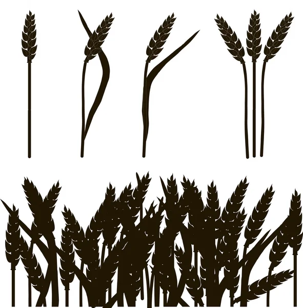 Esboço preto e branco de espigas de trigo e campo de trigo, pintura, ilustração vetorial — Vetor de Stock