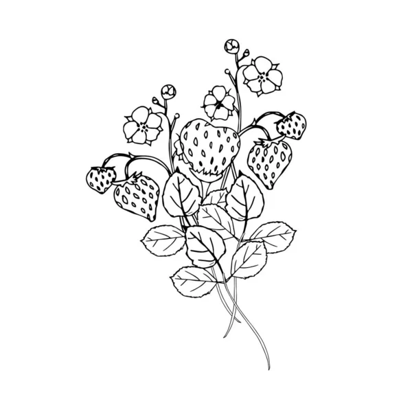草莓油墨手绘草图 印刷品 彩色页面的艺术设计库存矢量插图 — 图库矢量图片