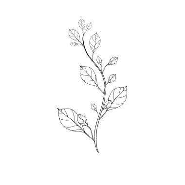 Tomurcuk yapraklı bitki dalı mürekkep monokrom elle çizilmiş. Sanat doğası element stok vektör illüstrasyonu web için, baskı için, ürün çay tasarımı için