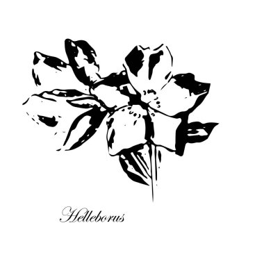 Hellebores flower sketch monochrome pattern floral art design element for web, for print