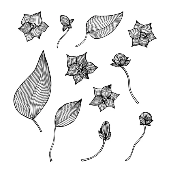Çiçek Yaprakları Çizgili Monokrom Karalama Set Sanat Tasarım Elemanları Web — Stok Vektör
