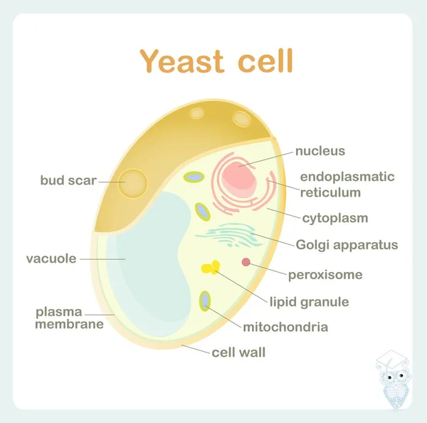 Yeast Cell Scheme Biological Lesson Art Design Stock Vector Illustration — 스톡 벡터