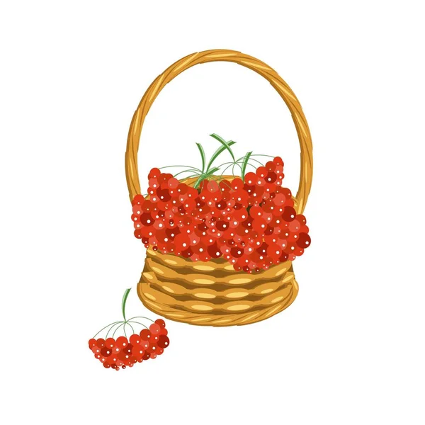 Rowan Berries Basket Colorful Art Design Stock Vector Illustration Web — Vector de stock