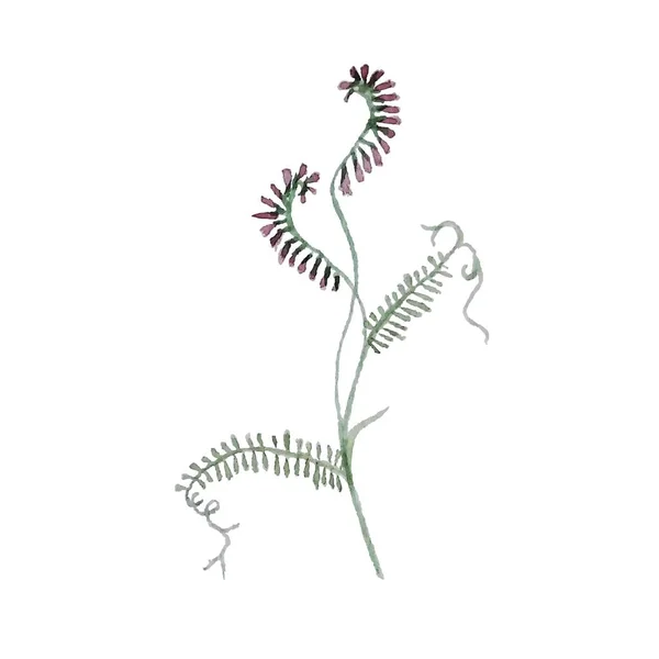 Wicken Aquarell Nahtlose Plant Art Design Vektor Illustration Für Web — Stockvektor