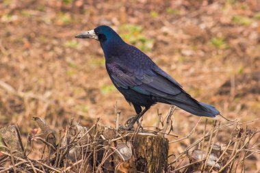 Güdük üzerinde kuzgun duruyor