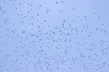 Cemaat karatavuk kargalar kuş uçan