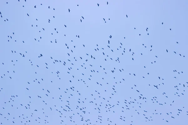 A feketerigó varjak madarak repülő gyülekezet — Stock Fotó