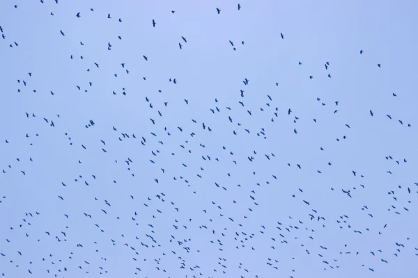 Congregazione di volata degli uccelli di corvi di merli — Foto Stock