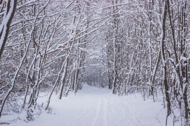Kış ağaçlar kar tabakası üzerinde