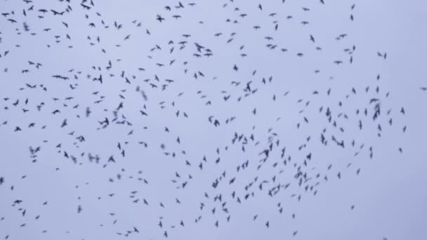 Bandada de aves pululando en el cielo — Vídeos de Stock