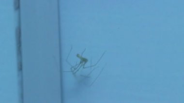 Tuvalet örümcek mavi zemin üzerine