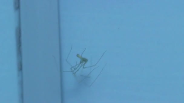 Toilettenspinne auf blauem Hintergrund — Stockvideo