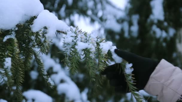 Pine shaking from snow — Stock Video