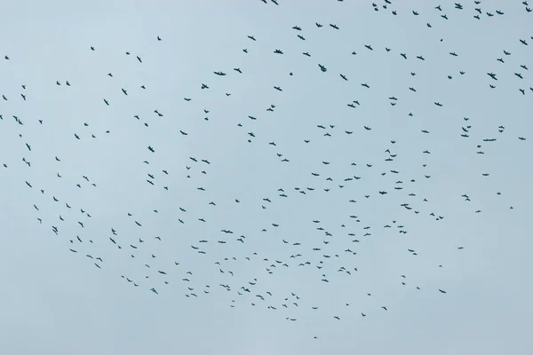 Congregation of blackbirds crows birds flying — Stock Photo, Image