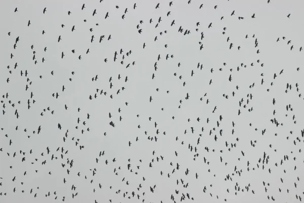 Kongregace kosi vrány ptáků letící — Stock fotografie