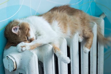 Güzel kedi pil odasında yatıyor