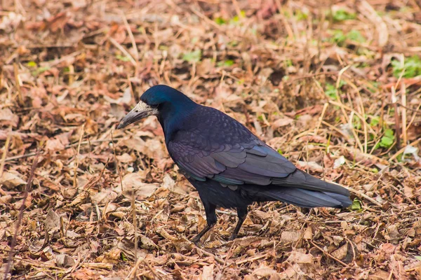 Crow promenad på gatan — Stockfoto